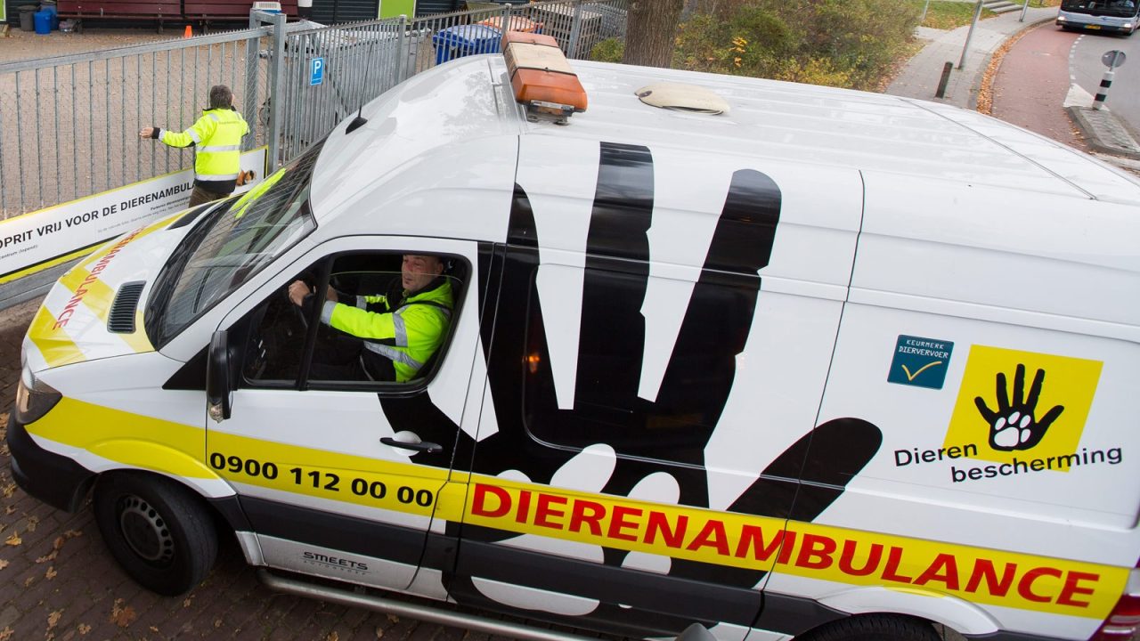 Dierenambulance Overgelder haalt jonge grauwe ganzen op