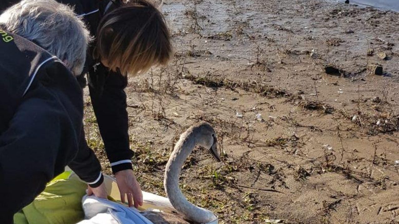 Zwaan Batavus naar open water gebracht