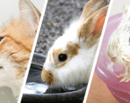 Dieren die water drinken