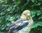 Appelvink