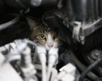 Kat in motorkap