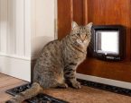 Kat bij kattenluik