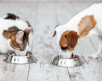 Website hond kat eten shutterstock