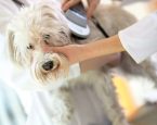 Chippen hond