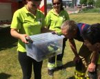 Eksters gered uit boom