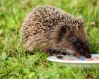 Hedgehog 1581807 1920