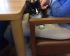 Poes bejaardentehuis 1
