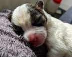 Pupje