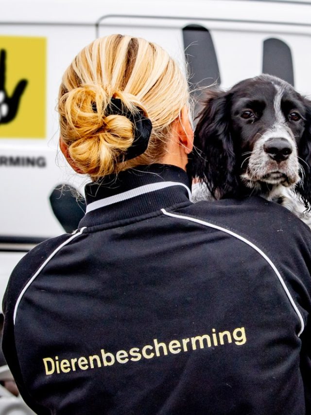 Thor DA 2 nieuw logo