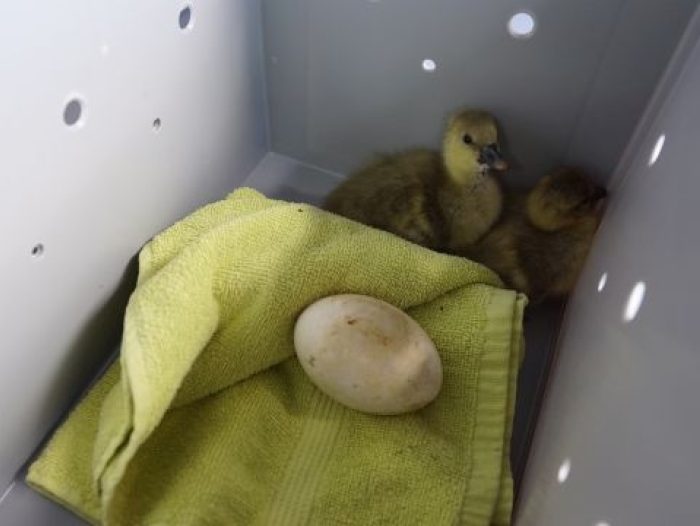Baby gans