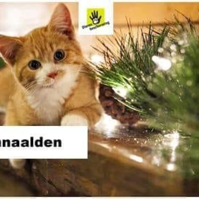 Kat bij dennennaalden