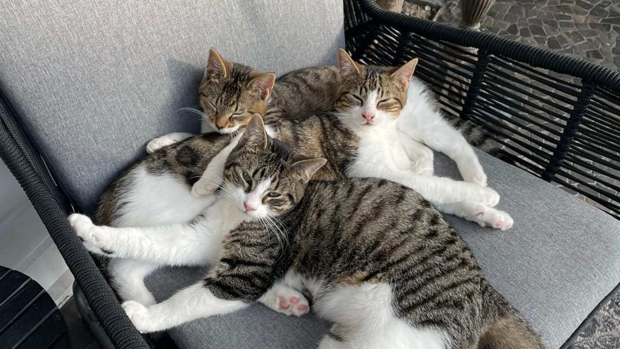 Max, Lewis & Belle (Perez ;-)