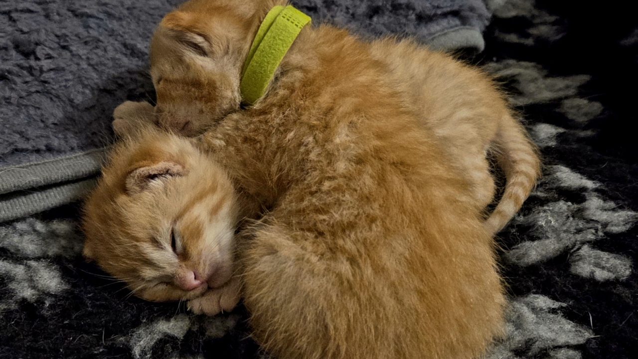 Teddy & Oliver