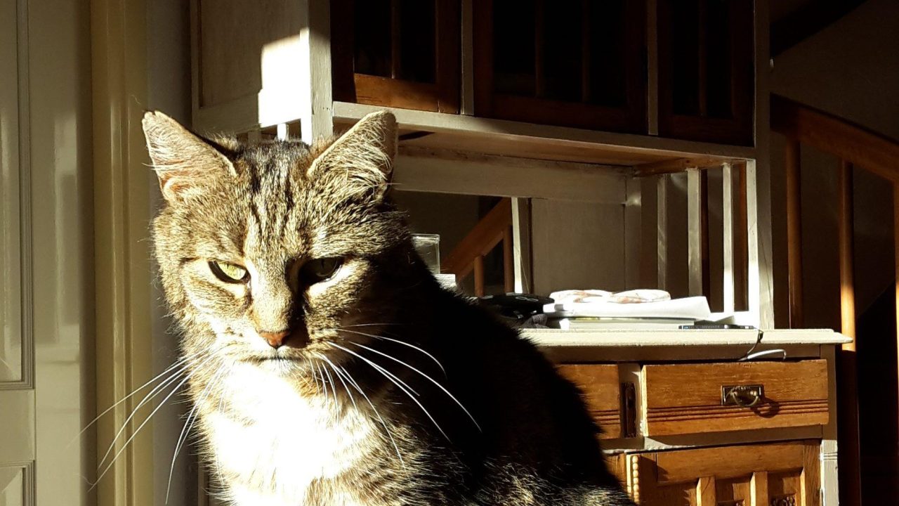 Mimie (voorheen DInges)