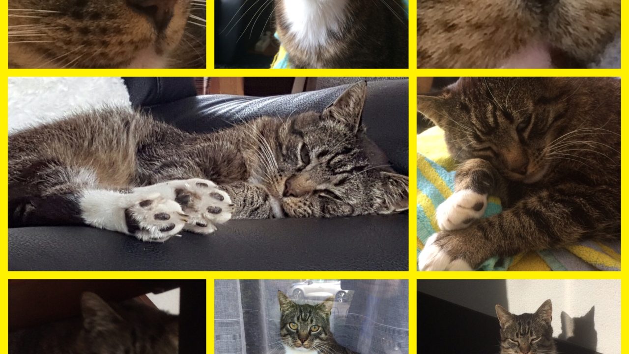 Timmy uit Vlaardingen