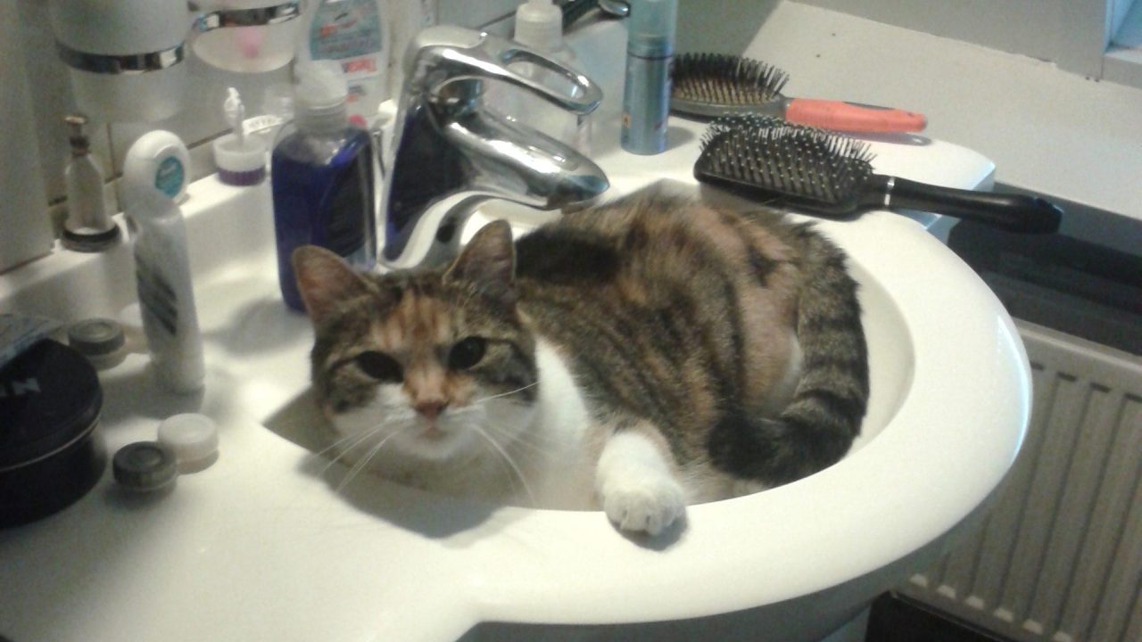 Pippa Uit Antwerpen
