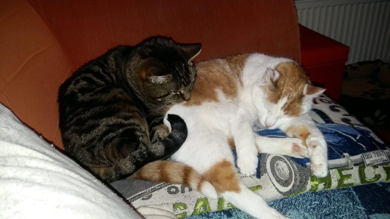 Sniffer en Gizmo 
