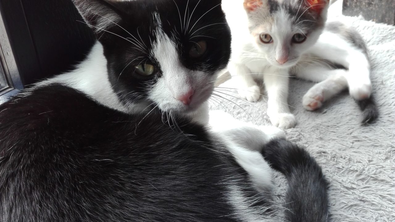 Gizmo en Juno