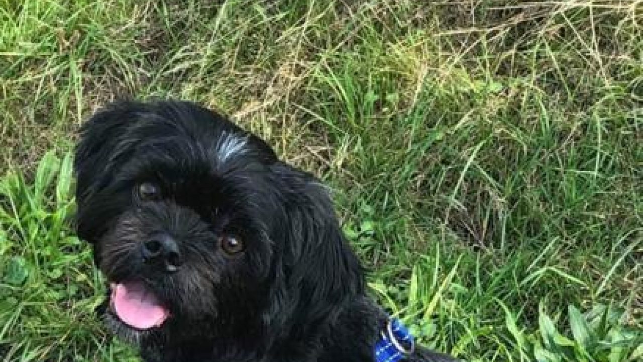 Blacky uit Limburg