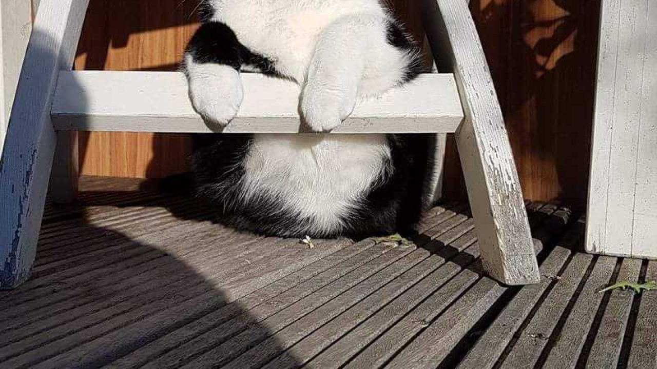 Guus uit De Ark