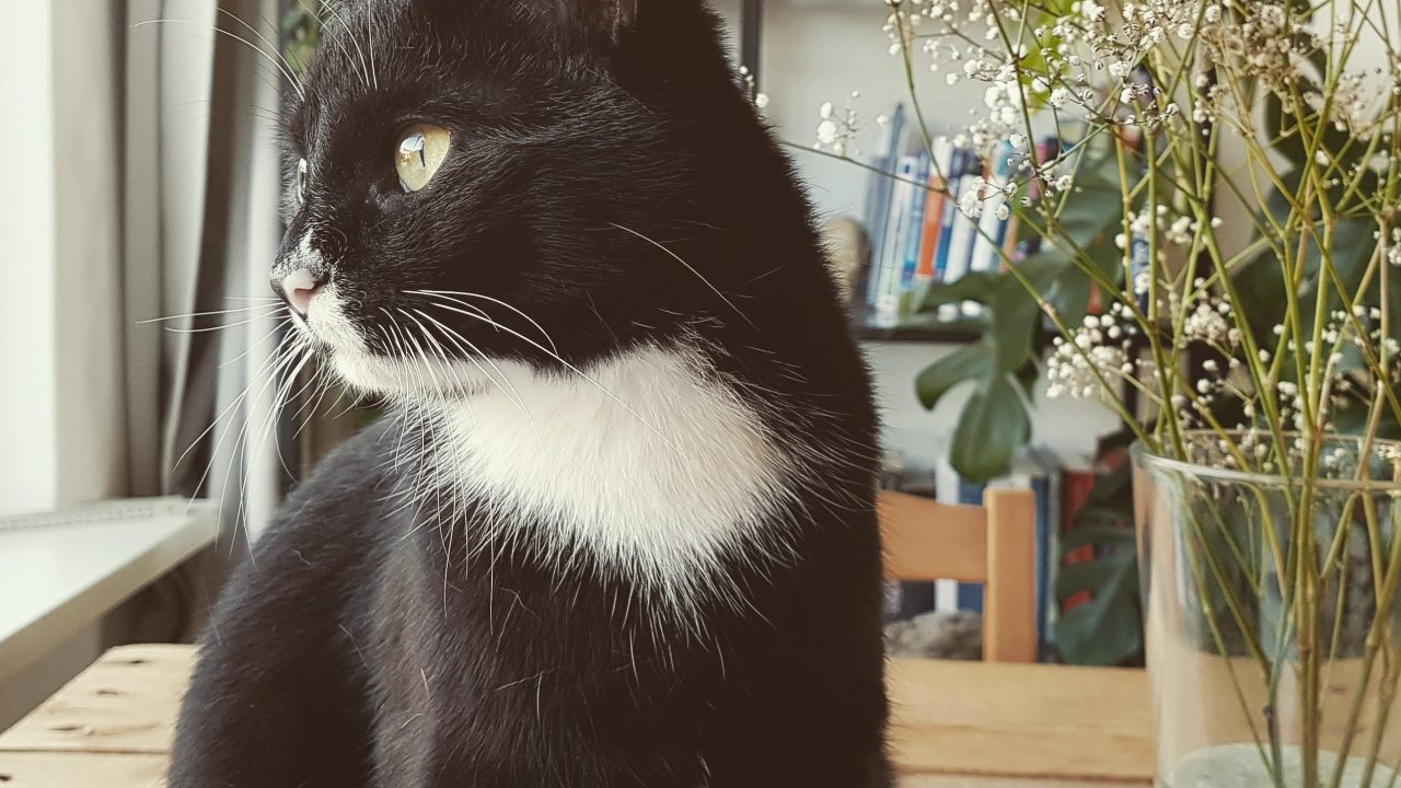 Mec uit De Kuipershoek