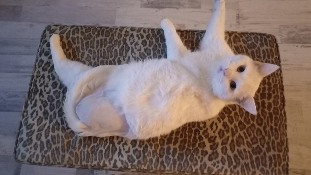 Snowey 