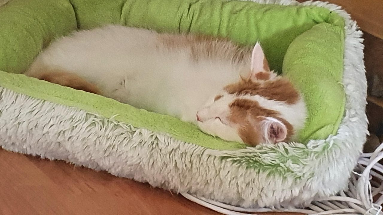 Pippa uit De Doornakker