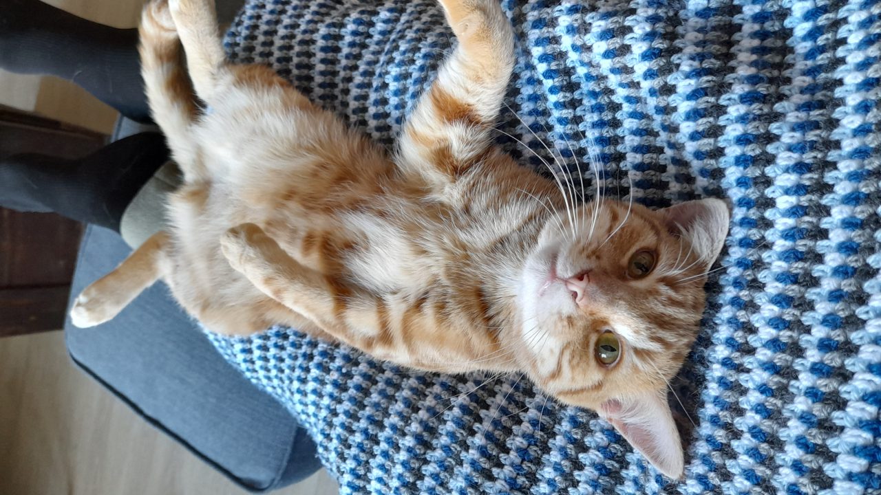 Levi  (voorheen Binky)