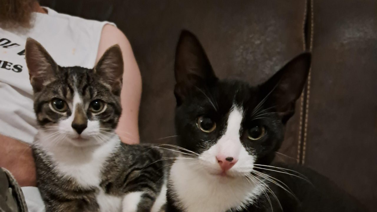 Pien en eevf (trui en trudy)