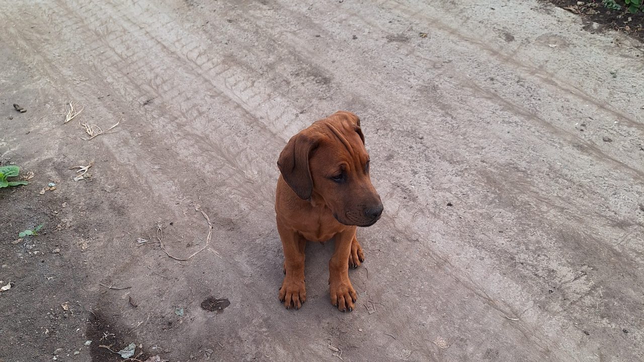 Boris (rosso)