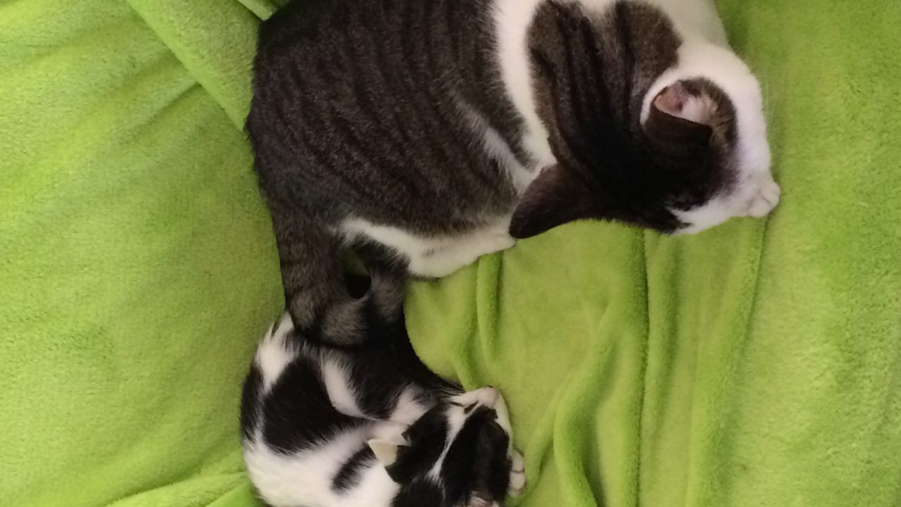 Kitten Kim uit Enschede
