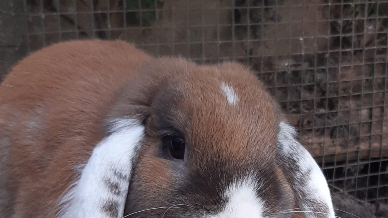 Nala (eerst rucola)
