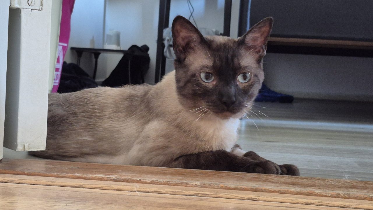 Gizmo