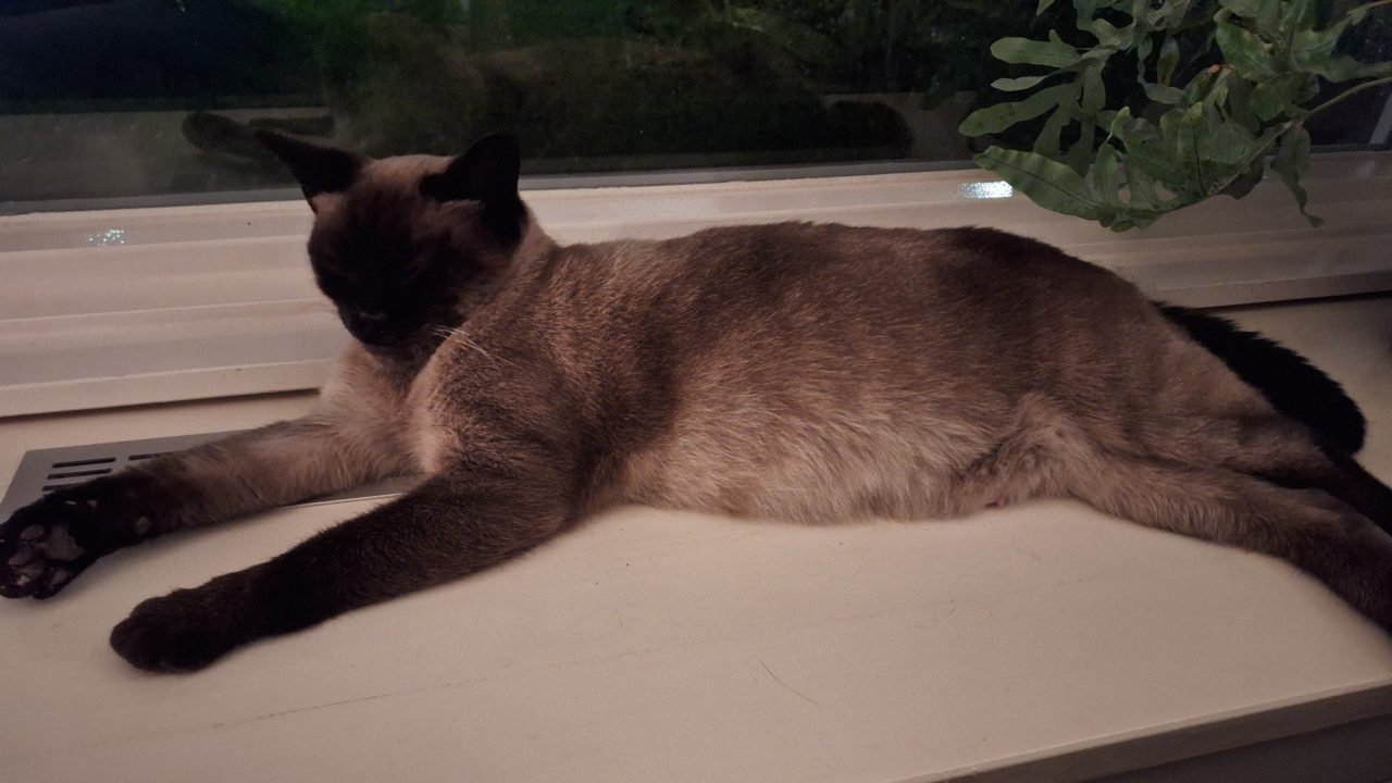 Araya