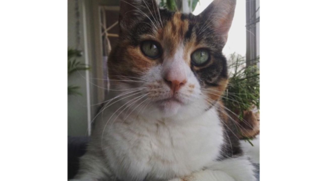 Pixy uit Tiel