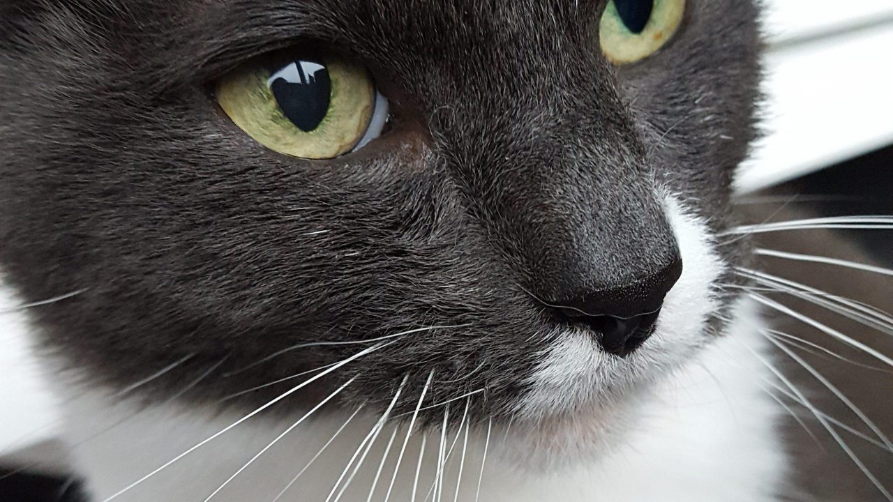 Bobbie uit Spijkenisse