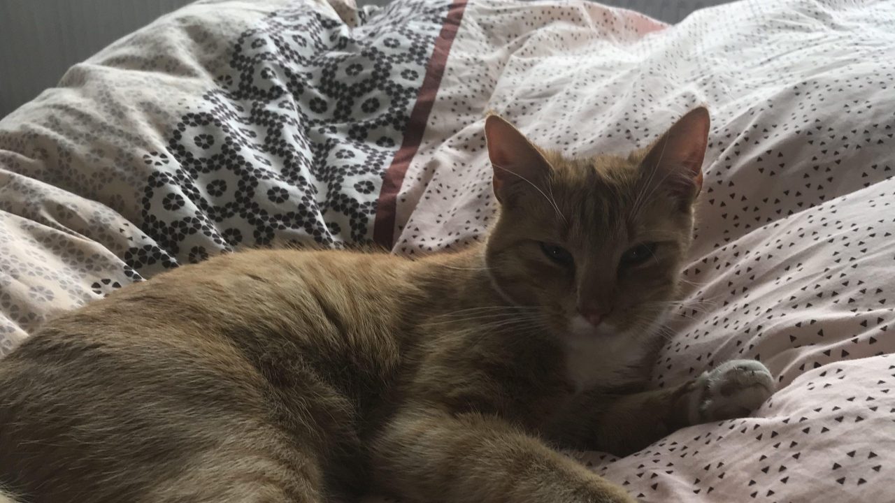 Tommy uit De Doornakker