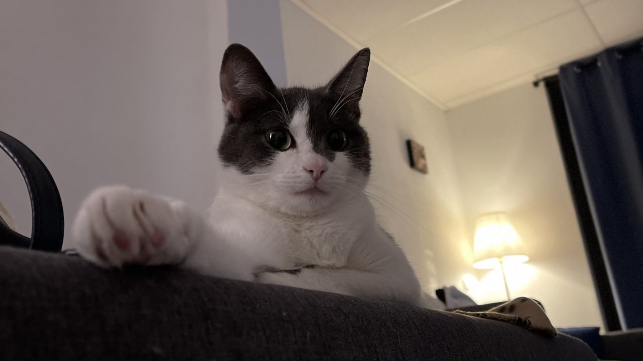 Pepita
