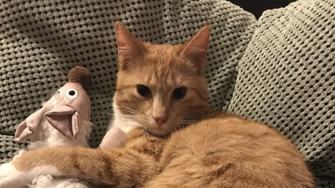 Kat Tommy 