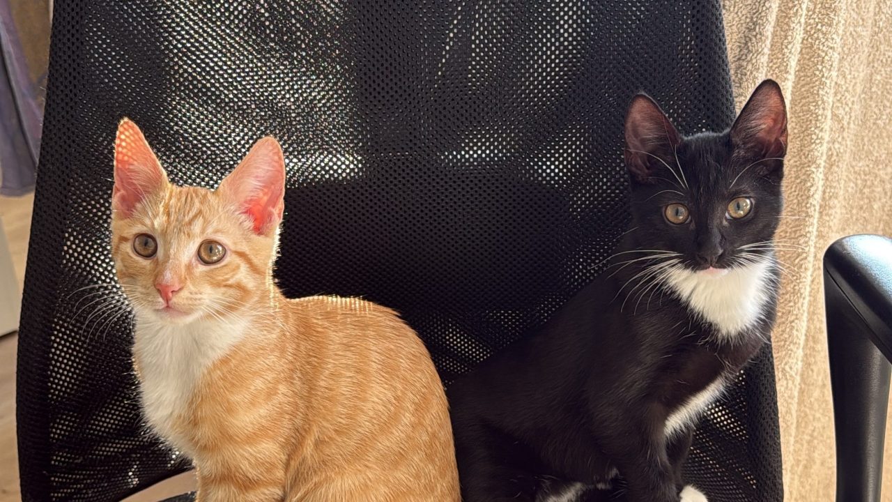 Sua & Ilun (voorheen Martini & Spritz)