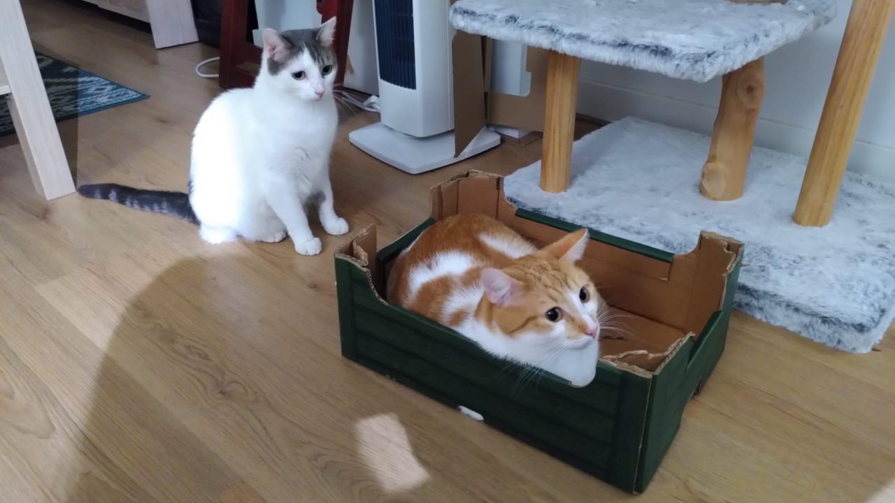 Doos Kitties