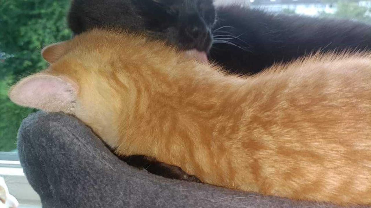 Milo