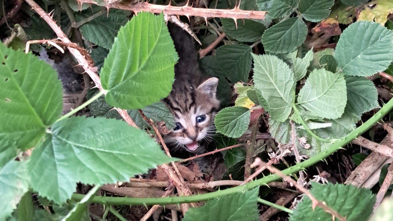 Mowgli, Tarzan en Cheeta 