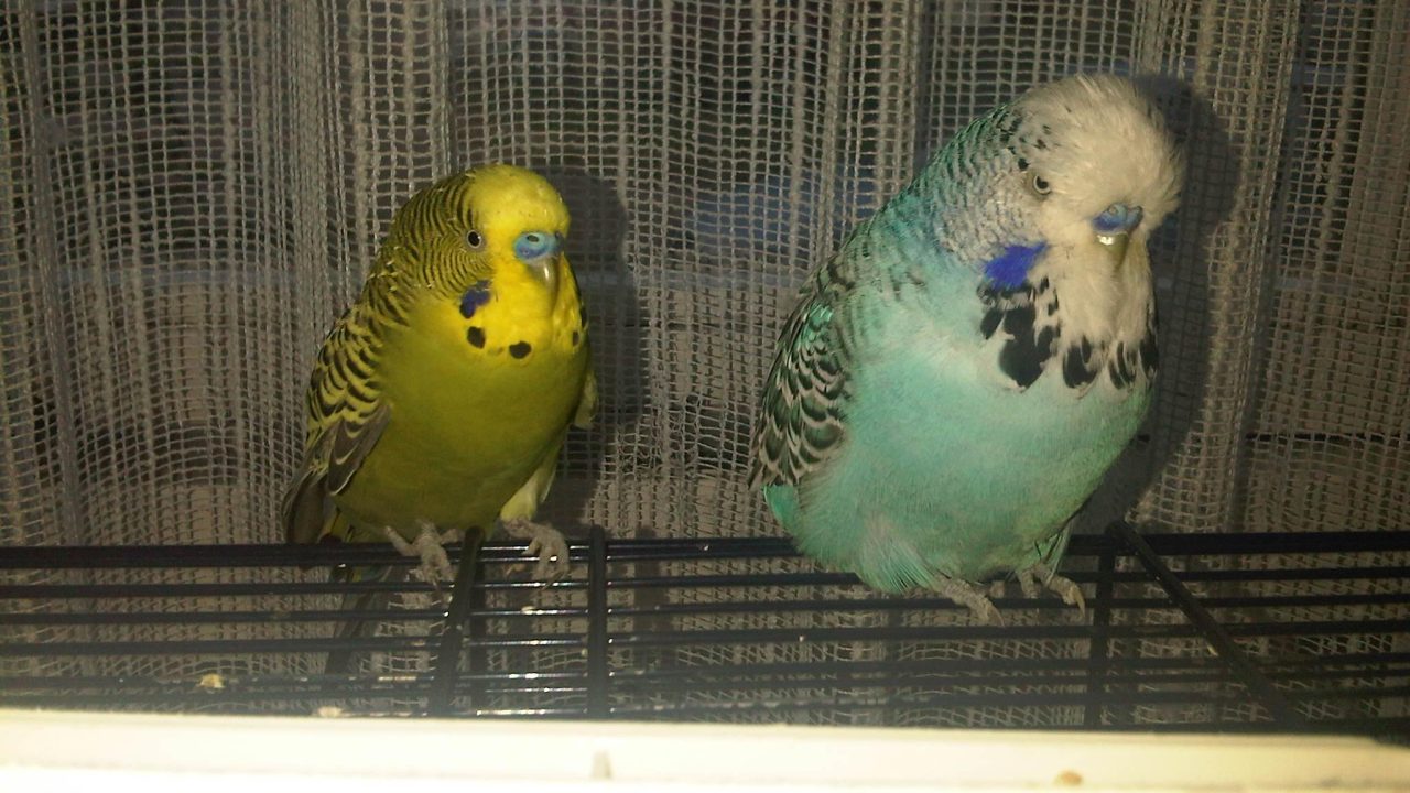 IMG00381 20170909 1939