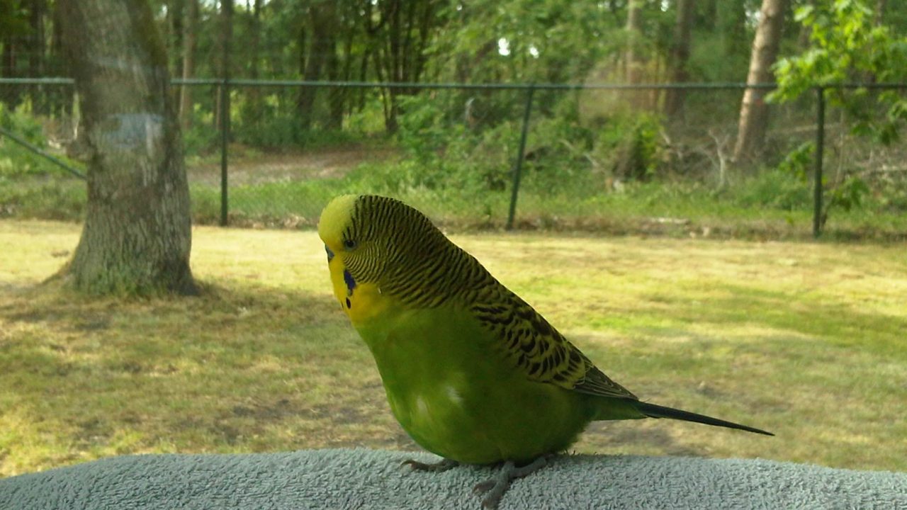 Brata