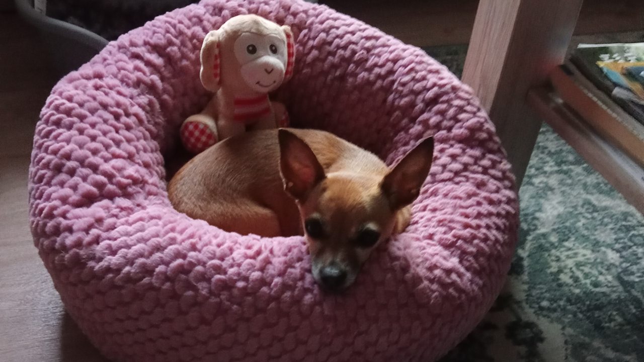 Sammie uit Kennemerland