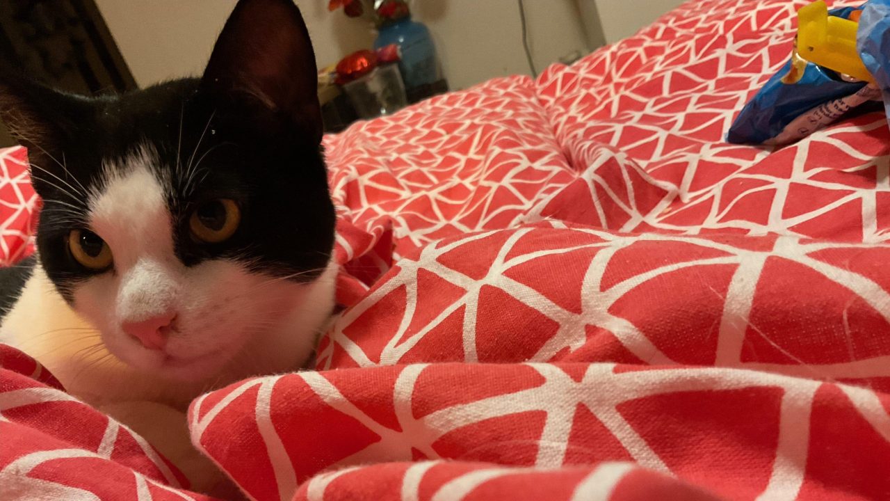 Samba (nu Sammie)