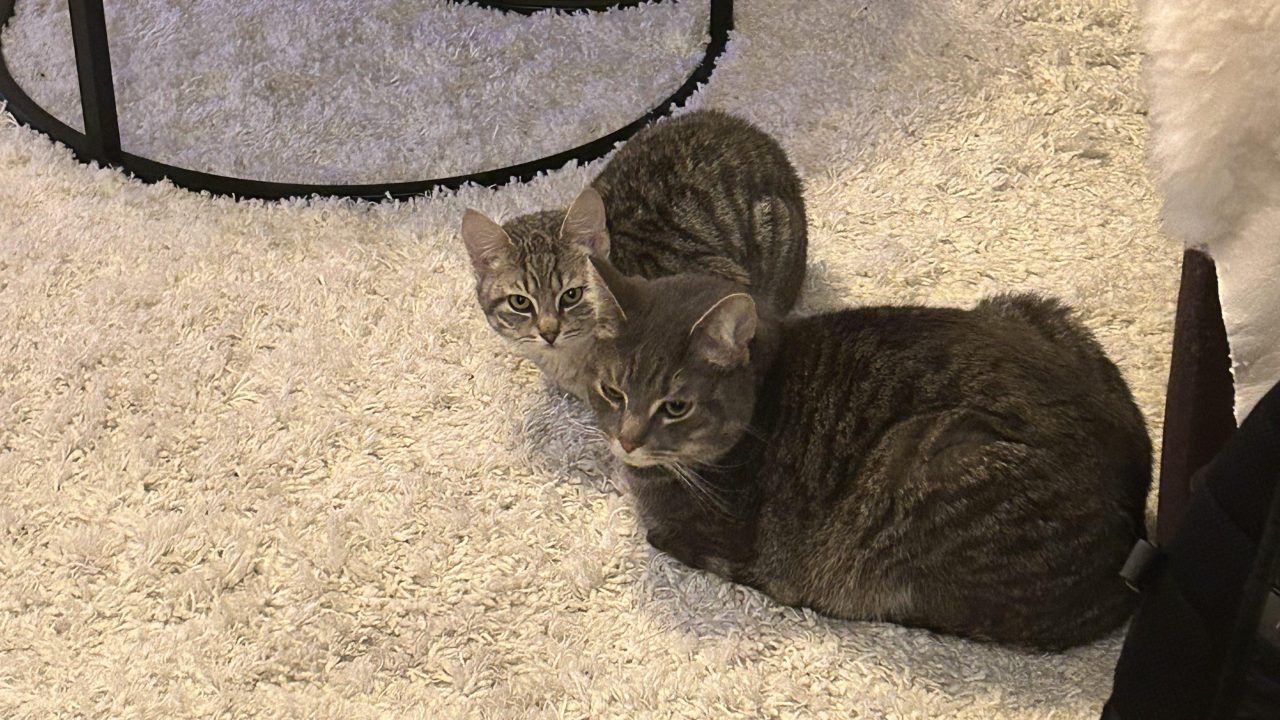 IMG 0476
