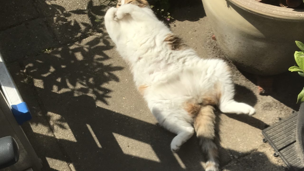 Dottie (voorheen Boomy)