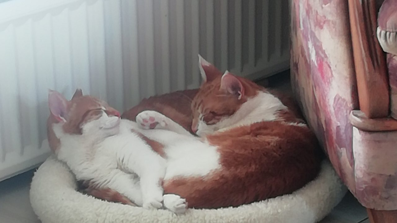 Gijs en guus